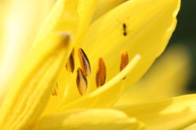 gelbe Tulpe Ameise.jpg