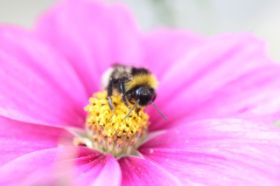 Cosmea mit hungriger Hummel.jpg