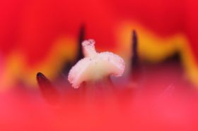 Innenleben der roten Tulpe 1.jpg