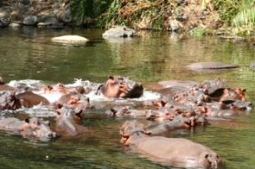 Flusspferde im kühlen Wasser.jpg