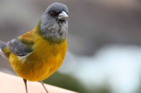 Patagonien Vogel a.jpg